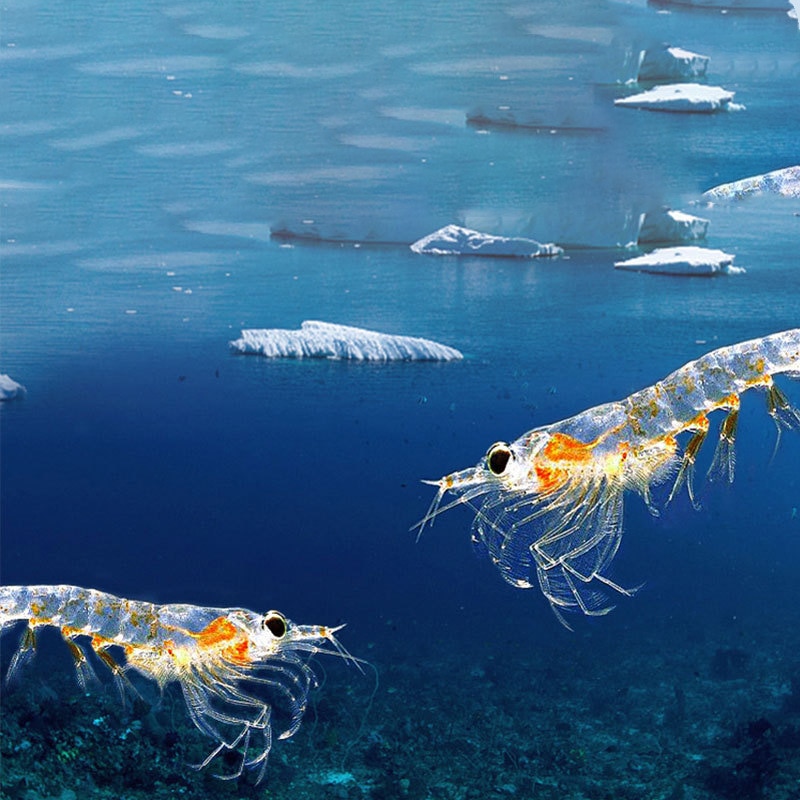 Đồ ăn nhẹ cho mèo đông lạnh khô Mang nhuyễn thể vỗ béo ở Nam Cực thành thức ăn cho mèo kitty thức ăn chủ yếu cho vật nuôi thức ăn cho vật nuôi ít muối