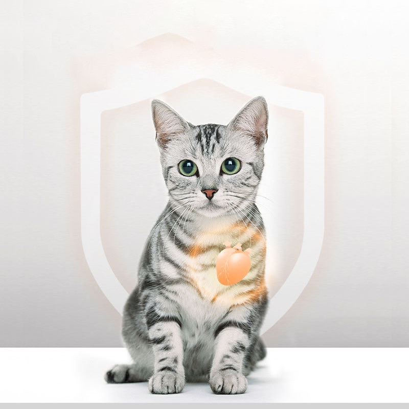 Đồ ăn nhẹ cho mèo đông lạnh khô Mang nhuyễn thể vỗ béo ở Nam Cực thành thức ăn cho mèo kitty thức ăn chủ yếu cho vật nuôi thức ăn cho vật nuôi ít muối