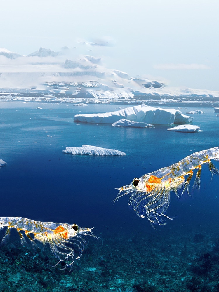 Pet freeze-dried cat snacks Antarctic krill fattening gills into kitty cat food staple pet low salt pet food - Images 2