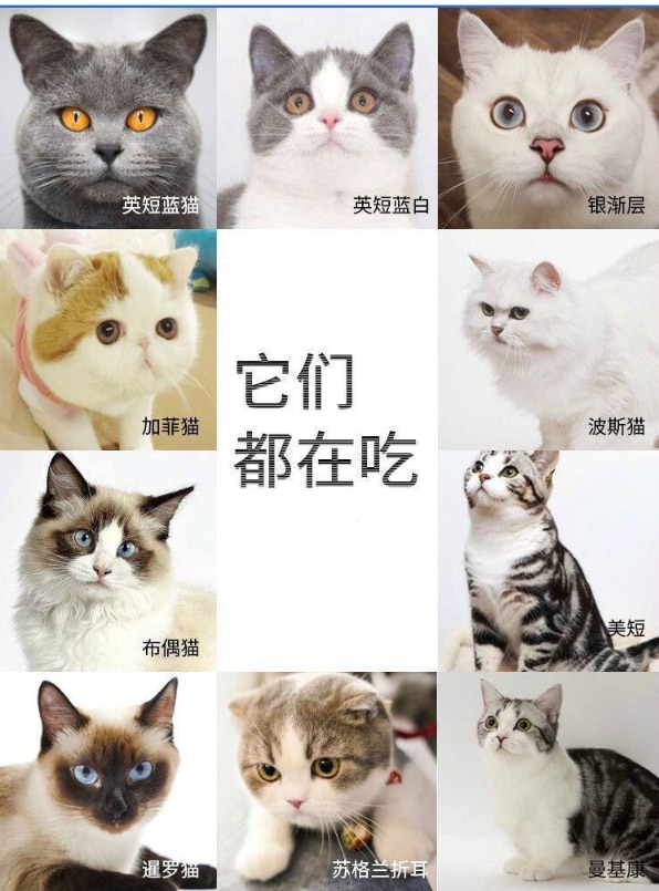 캣푸드 1.5kg 펫푸드 캣푸드 캣푸드 인 캣 새끼 고양이 American Short Short Blue Cat General